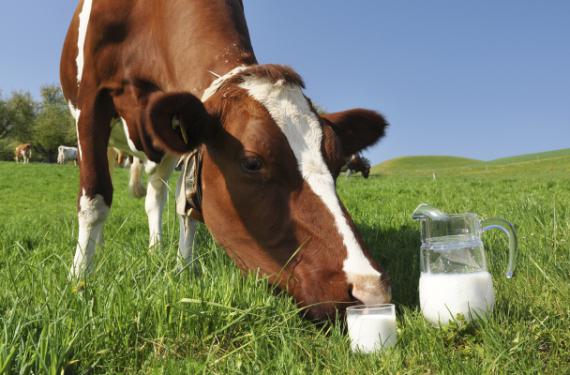 vaca lapte